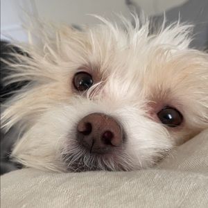 Meet your Posher, Monique